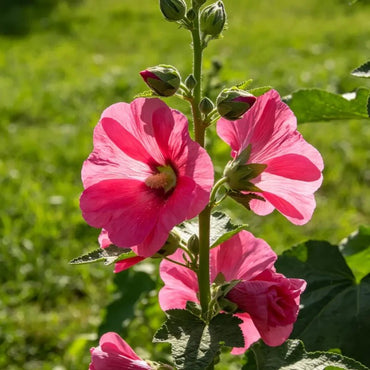 Single Petaled Rose Red Hollyhock Seeds - Verdseeds