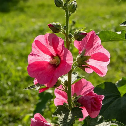 Single Petaled Rose Red Hollyhock Seeds - Verdseeds