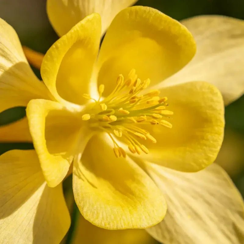 Single petaled Yellow Columbine Seeds - Verdseeds