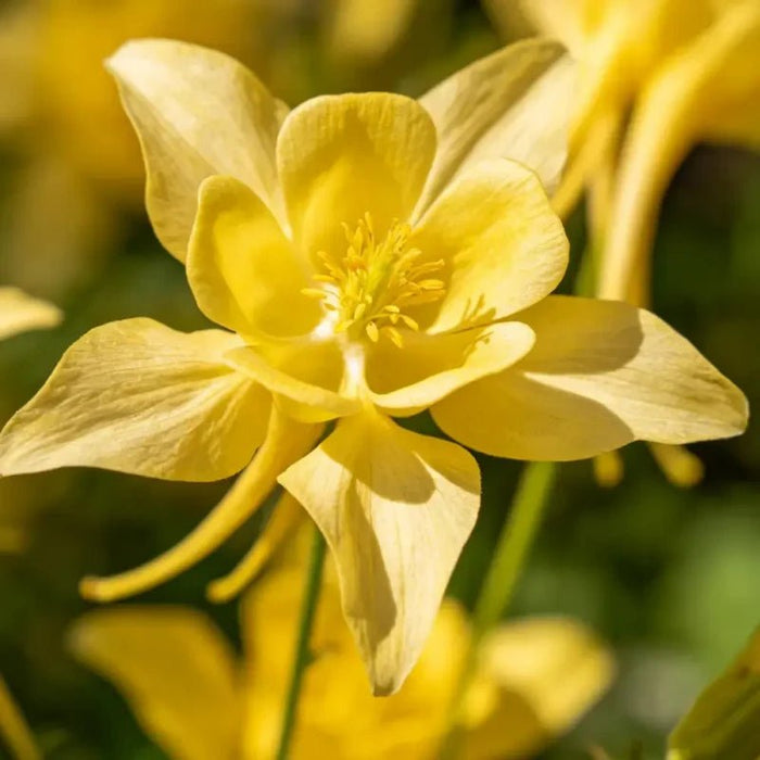 Single petaled Yellow Columbine Seeds - Verdseeds