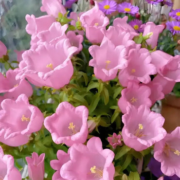 Single Pink Bellflower Seeds - Verdseeds