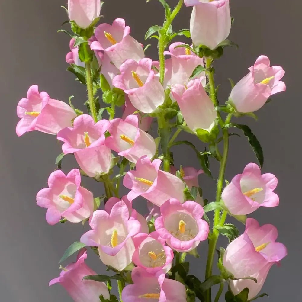 Single Pink Bellflower Seeds - Verdseeds