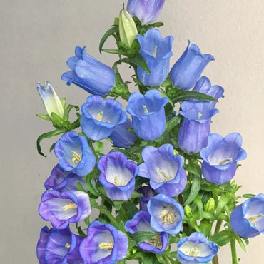 Single Purple Bellflower Seeds - Verdseeds