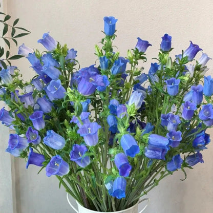 Single Purple Bellflower Seeds - Verdseeds