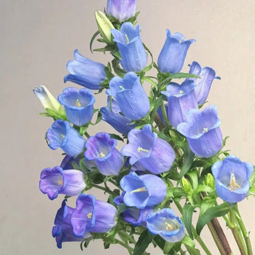 Single Purple Bellflower Seeds - Verdseeds