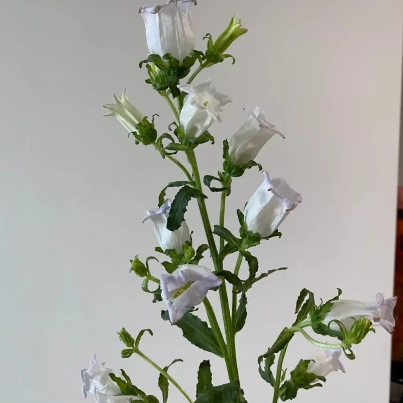 Single White Bellflower Seeds - Verdseeds