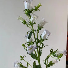 Single White Bellflower Seeds - Verdseeds