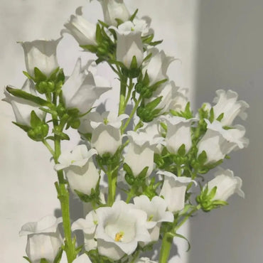 Single White Bellflower Seeds - Verdseeds