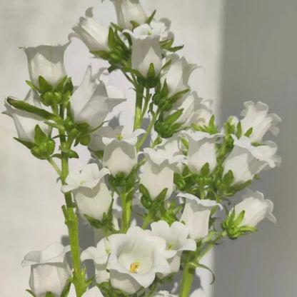 Single White Bellflower Seeds - Verdseeds