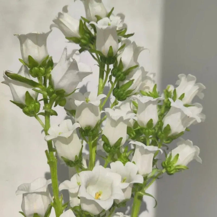 Single White Bellflower Seeds - Verdseeds