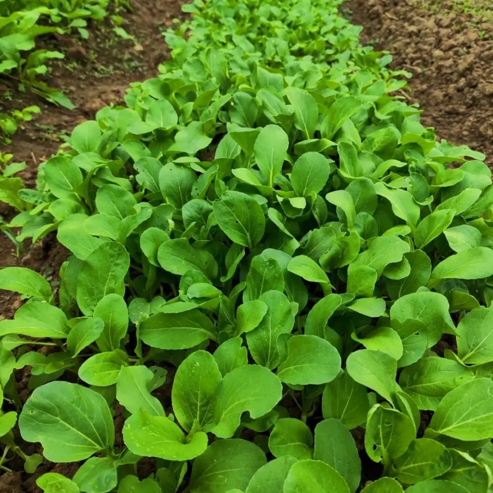 Siyue Man Chinese Greens Seeds - Verdseeds