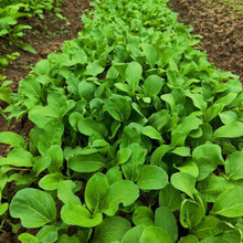 Siyue Man Chinese Greens Seeds - Verdseeds