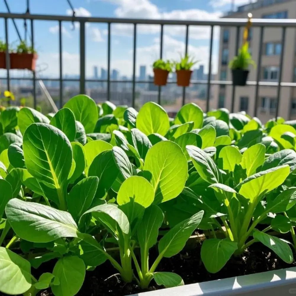Siyue Man Chinese Greens Seeds - Verdseeds