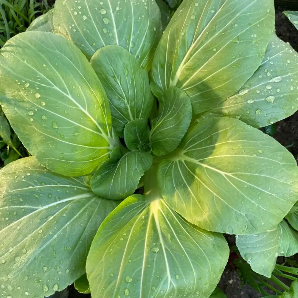 Siyue Man Chinese Greens Seeds - Verdseeds