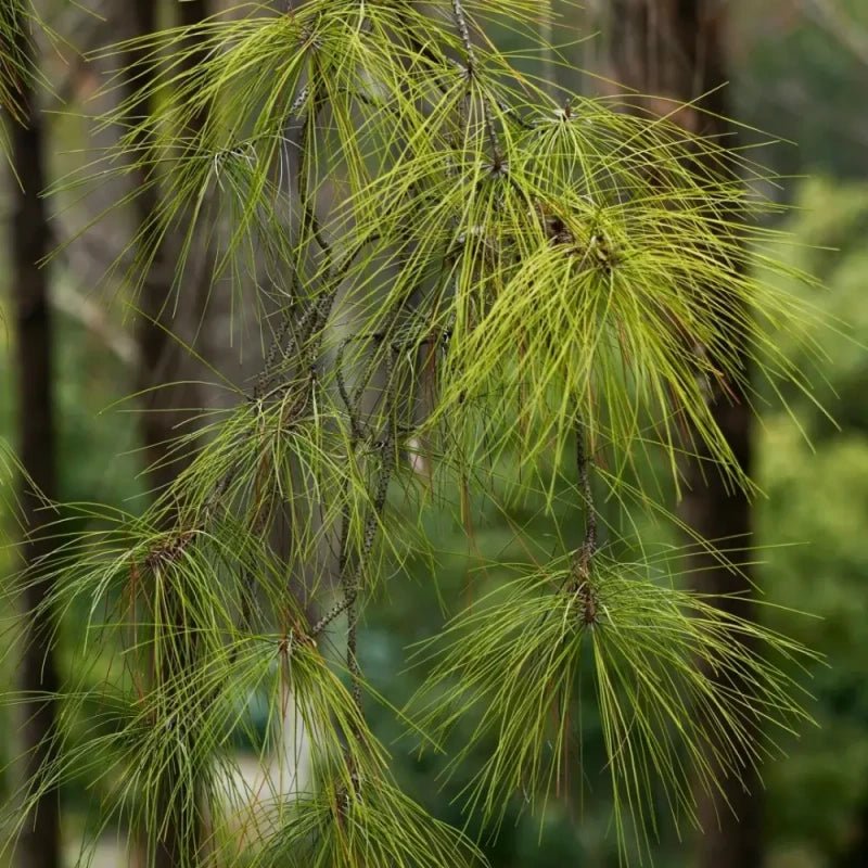 Slash Pine Seeds - Verdseeds