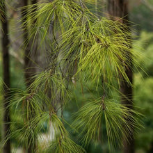 Slash Pine Seeds - Verdseeds