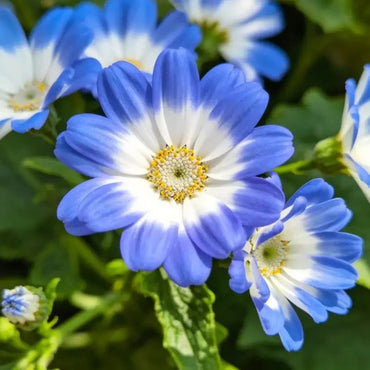 Small Flower Blue White Aster Seeds - Verdseeds