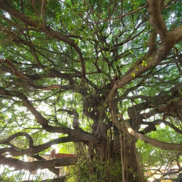 Small-Leaf Banyan Tree Seeds - Verdseeds