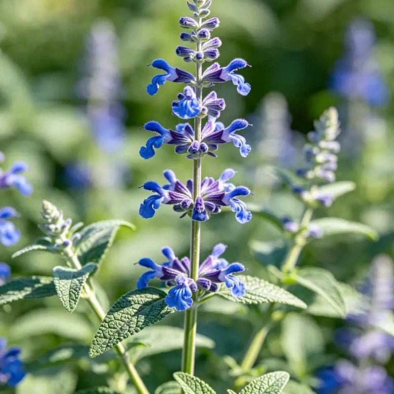Small Leaves Blue Sage Seeds - Verdseeds