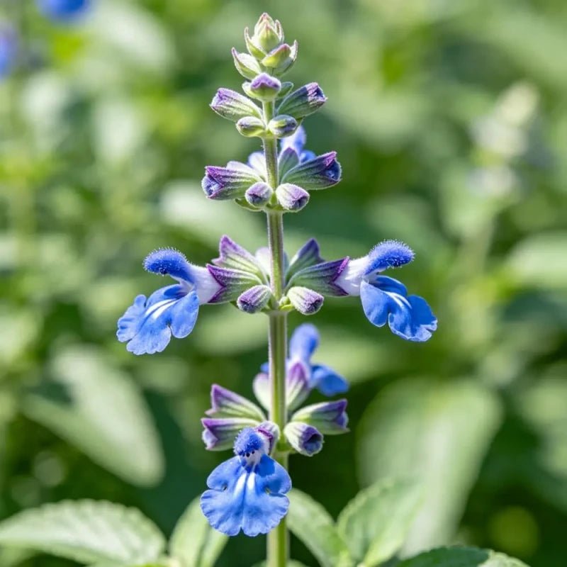 Small Leaves Blue Sage Seeds - Verdseeds