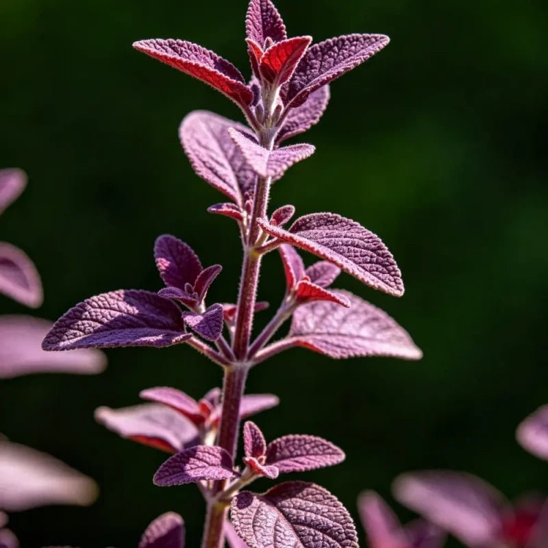 Small Leaves Purple Red Sage Seeds - Verdseeds