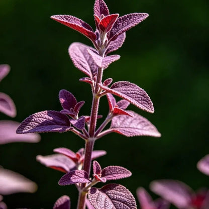 Small Leaves Purple Red Sage Seeds - Verdseeds