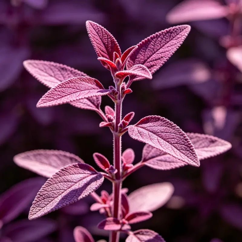 Small Leaves Purple Red Sage Seeds - Verdseeds