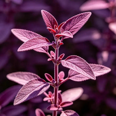 Small Leaves Purple Red Sage Seeds - Verdseeds