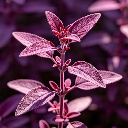 Small Leaves Purple Red Sage Seeds - Verdseeds