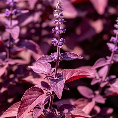 Small Leaves Purple Red Sage Seeds - Verdseeds