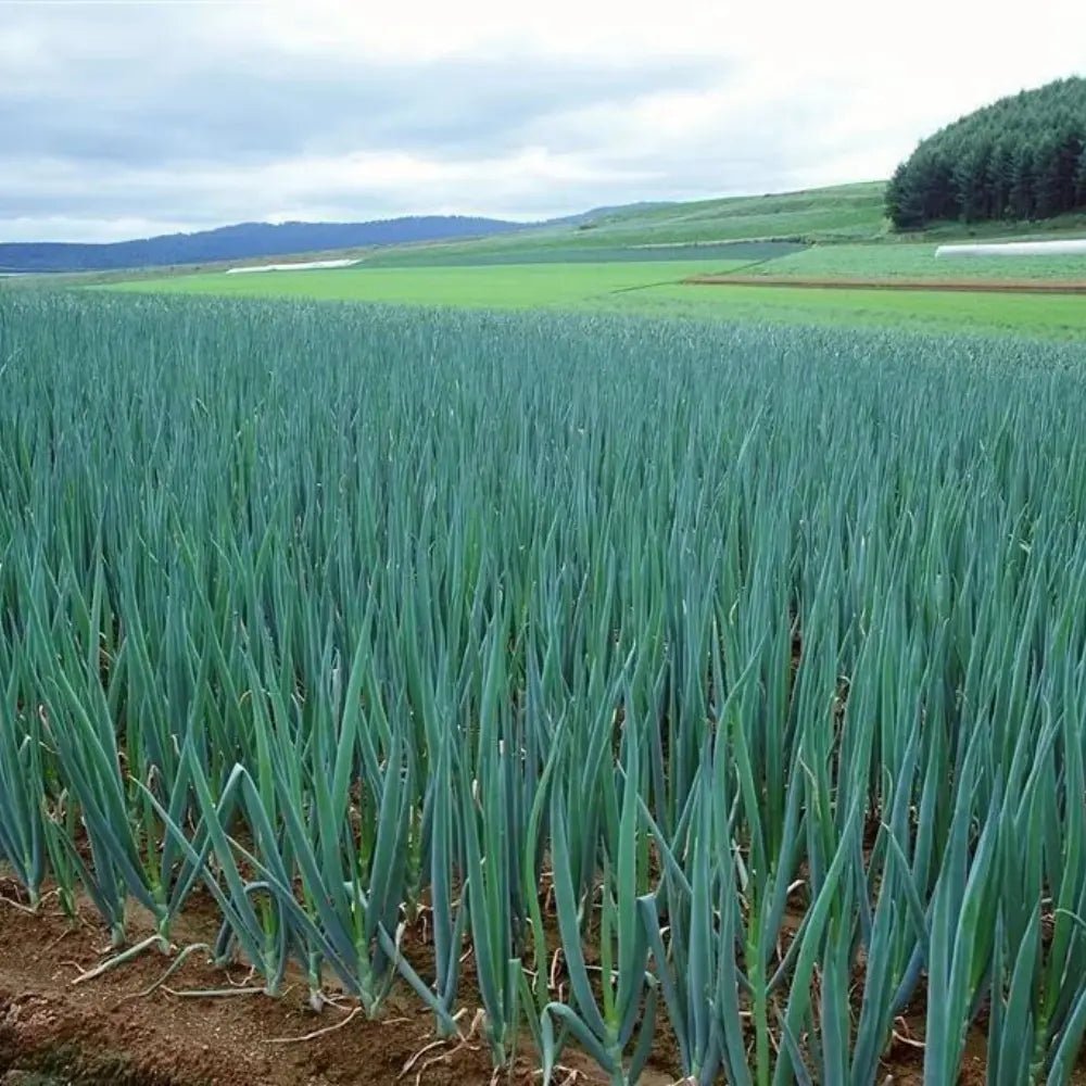 Small Scallion Seeds - Verdseeds