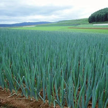 Small Scallion Seeds - Verdseeds