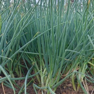 Small Scallion Seeds - Verdseeds