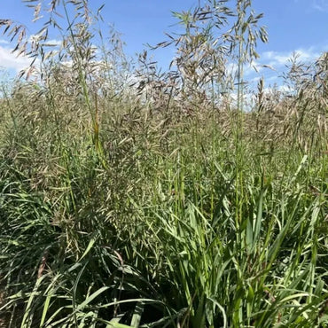 Smooth Bromegrass Seeds - Verdseeds