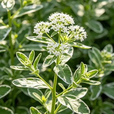 Snow - on - the - Mountain Seeds - Verdseeds
