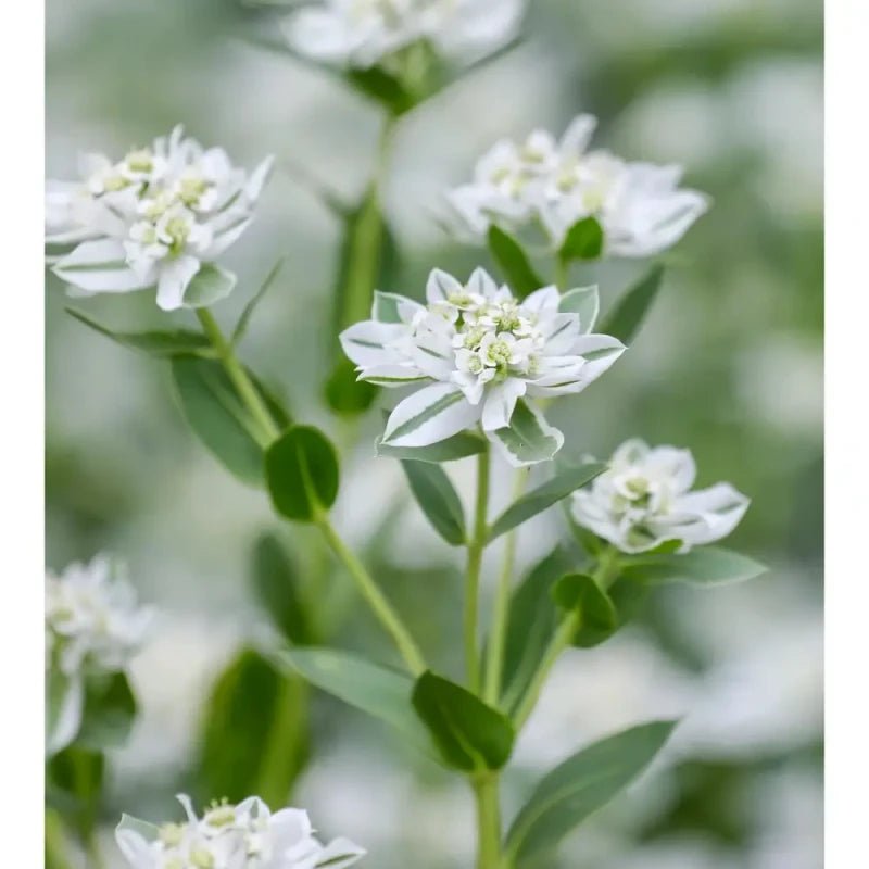 Snow-on-the-Mountain Seeds - Verdseeds