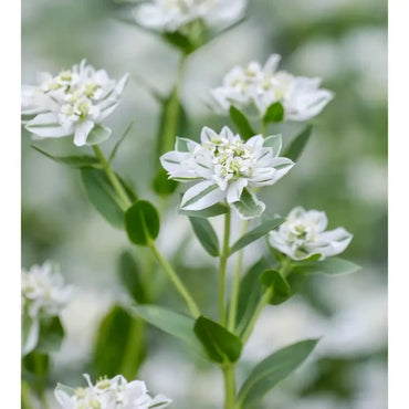 Snow-on-the-Mountain Seeds - Verdseeds
