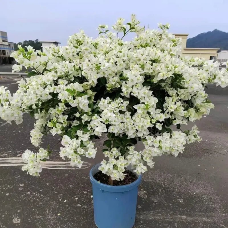 Snow White Bougainvillea Seeds - Verdseeds