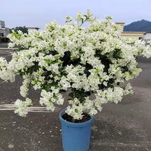 Snow White Bougainvillea Seeds - Verdseeds
