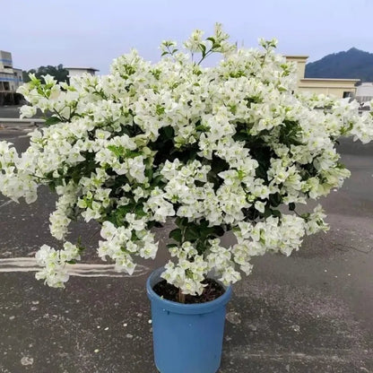 Snow White Bougainvillea Seeds - Verdseeds