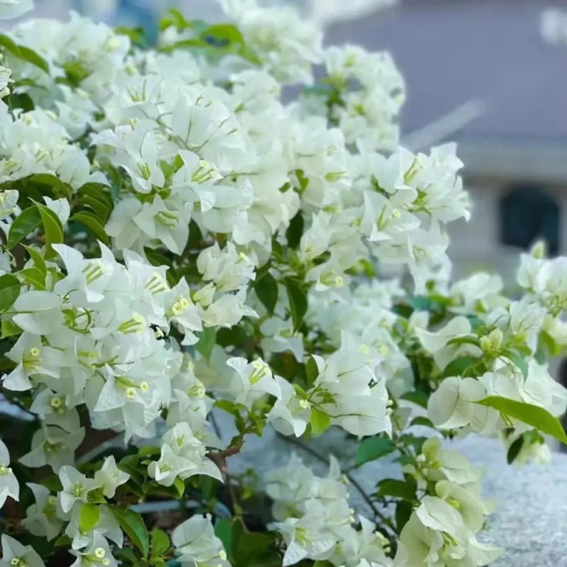 Snow White Bougainvillea Seeds - Verdseeds