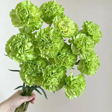 Soft Blush Carnation Seeds - Verdseeds