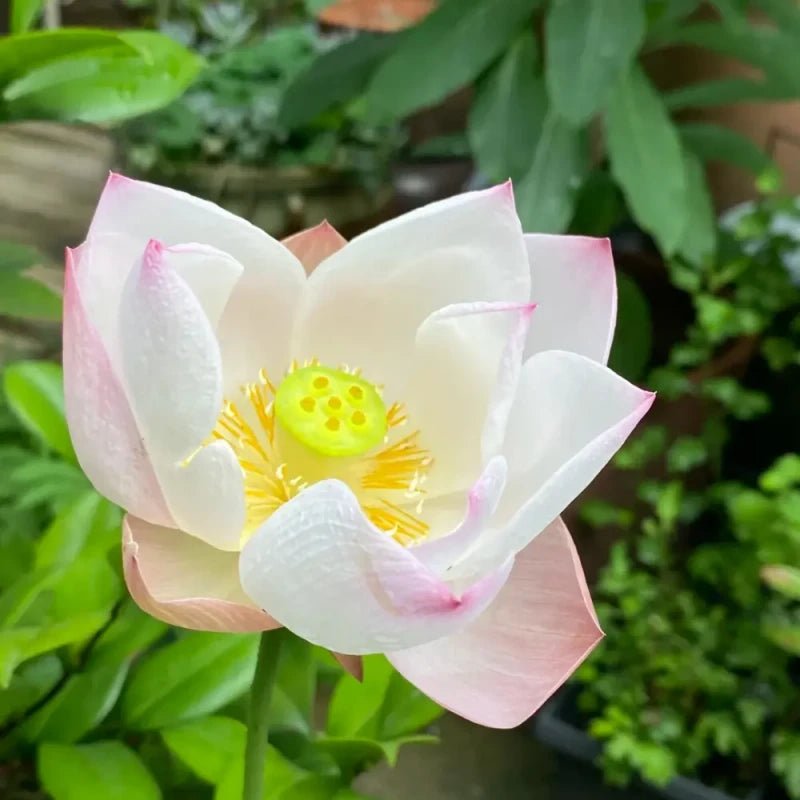 Soft Makeup Dwarf Lotus Seeds - Verdseeds