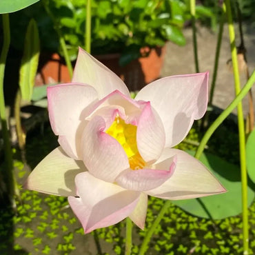 Soft Makeup Dwarf Lotus Seeds - Verdseeds