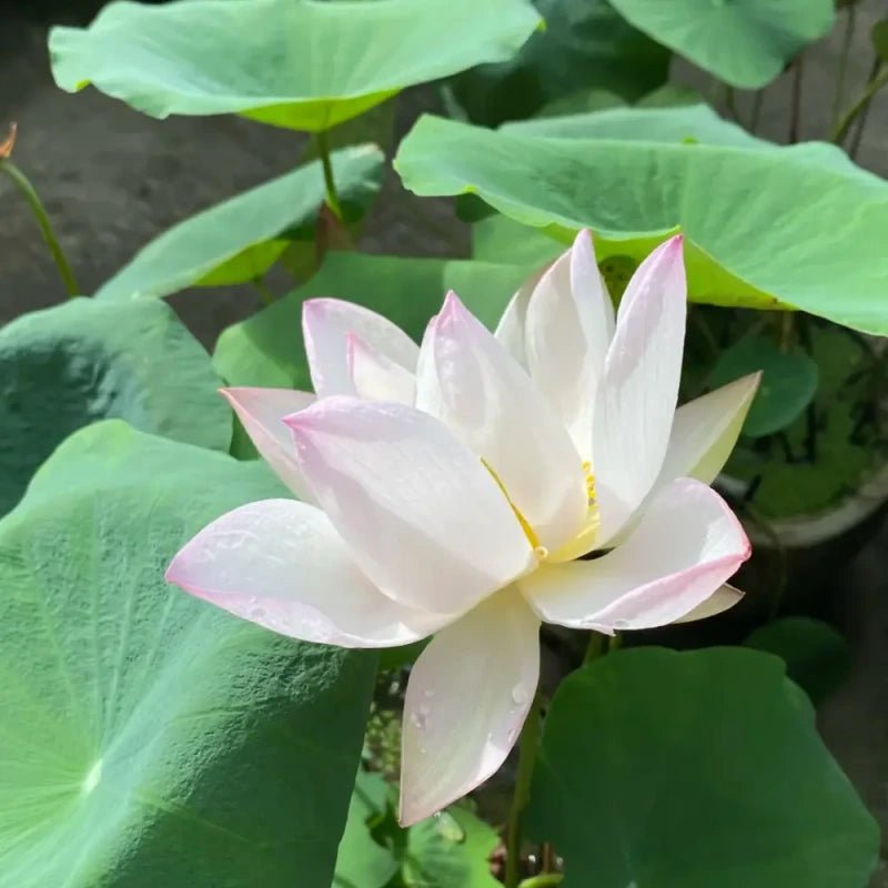 Soft Makeup Dwarf Lotus Seeds - Verdseeds