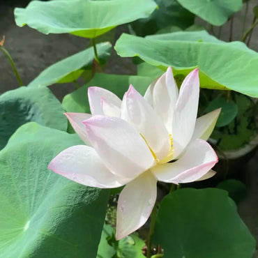 Soft Makeup Dwarf Lotus Seeds - Verdseeds