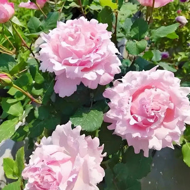 Sophy's Rose Seeds - Verdseeds