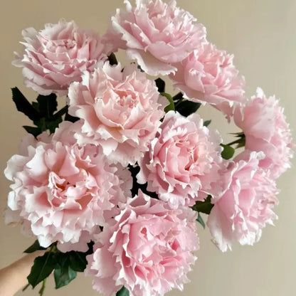 Sophy's Rose Seeds - Verdseeds