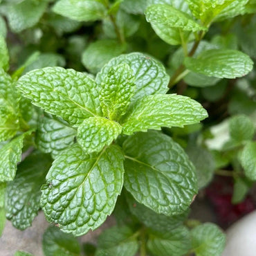 Spearmint Seeds - Verdseeds