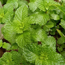 Spearmint Seeds - Verdseeds